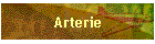 Arterie