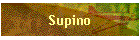 Supino