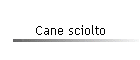 Cane sciolto